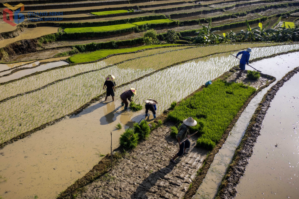 Gieo mạ trên ruộng bậc thang là một kinh nghiệm để đón nước về đồng cho kịp mùa cấy.