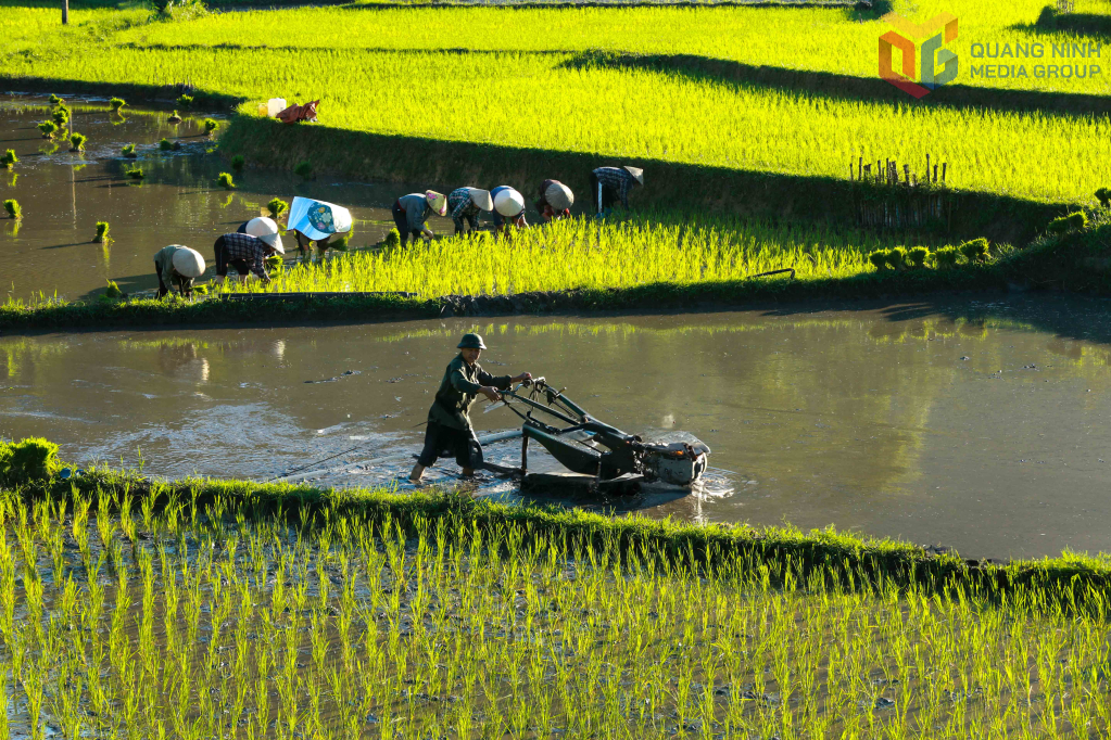 Người cày người cấy nhịp nhàng cho kịp thời gian.