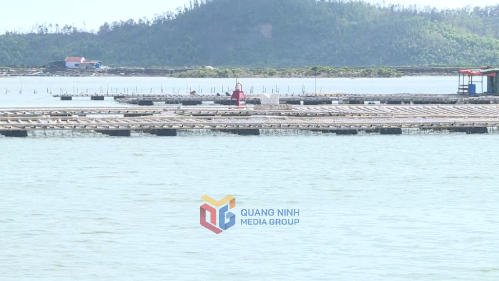 Nhiều lồng bè nuôi trồng thủy hải sản còn bị thả trôi vào giữa lòng luồng.