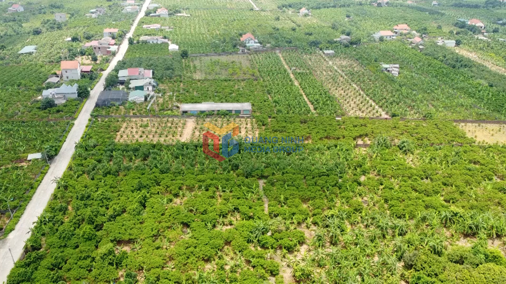 Phát triển kinh tế nông nghiệp theo hướng chất lượng cao, nông nghiệp sạch được phường An Sinh tập trung khai thác.
