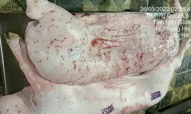 Vụ C.P. Việt Nam bị tố bán heo bệnh: Không khởi tố vụ án vì không có dấu hiệu tội phạm