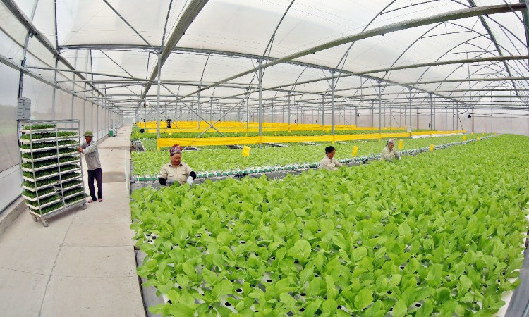 Hiệu quả từ sản xuất nông nghiệp công nghệ cao