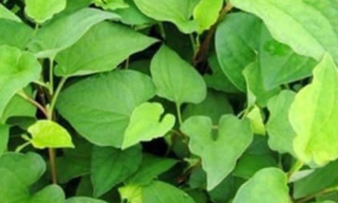 Tác dụng giải độc của loại rau có vị tanh