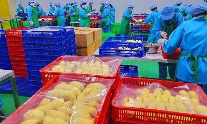 Xuất khẩu hơn 14.000 tấn sầu riêng đông lạnh
