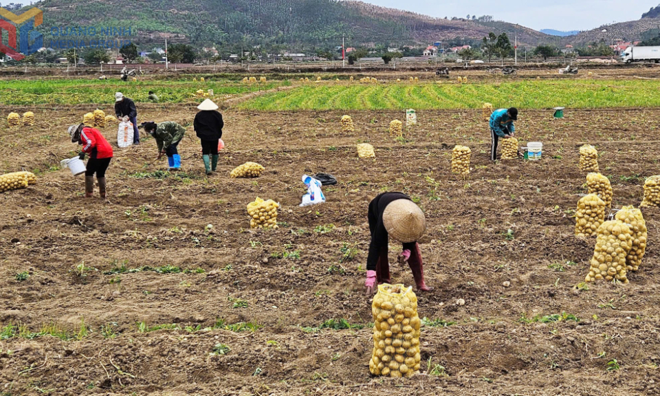 Hỗ trợ sản xuất, kết nối tiêu thụ sản phẩm 