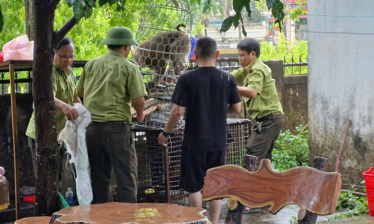 Khỉ đuôi lợn tấn công làm nhiều người bị thương