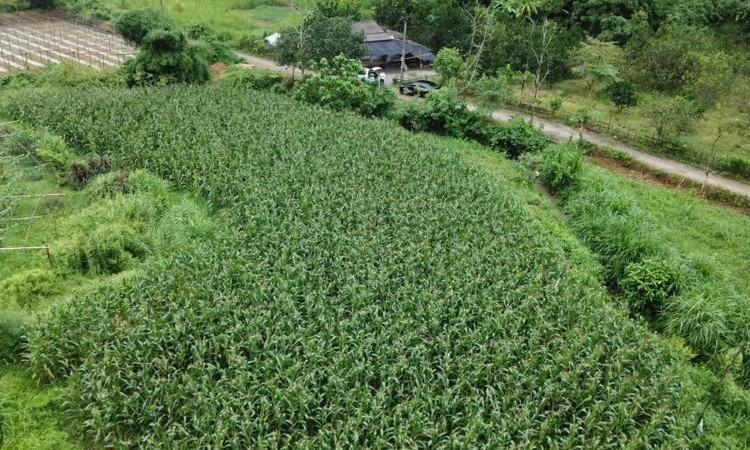 6 tháng đầu năm 2025, sản xuất nông nghiệp duy trì mức tăng trưởng