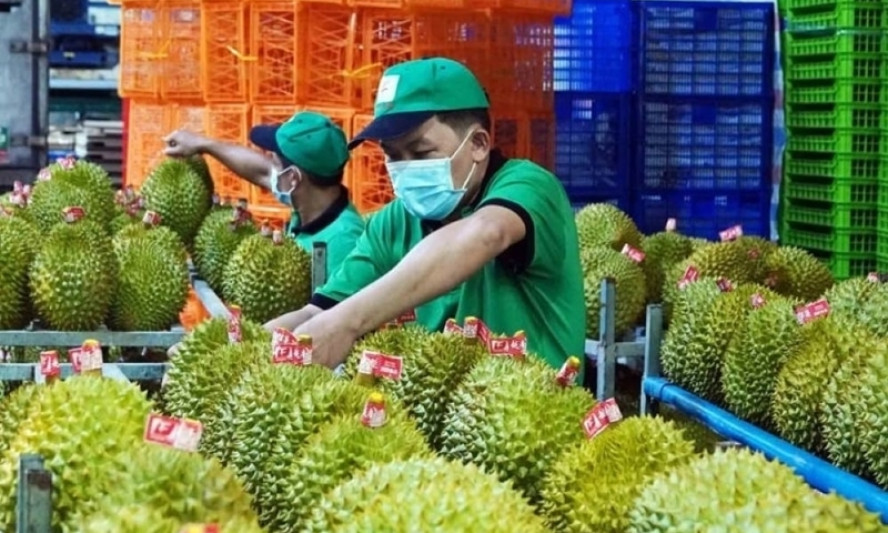 Khôi phục xuất khẩu rau, quả sang Trung Quốc: Đa dạng các giải pháp hỗ trợ
