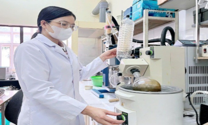 Nghiên cứu hiệu quả điều trị bệnh từ cây vông nem
