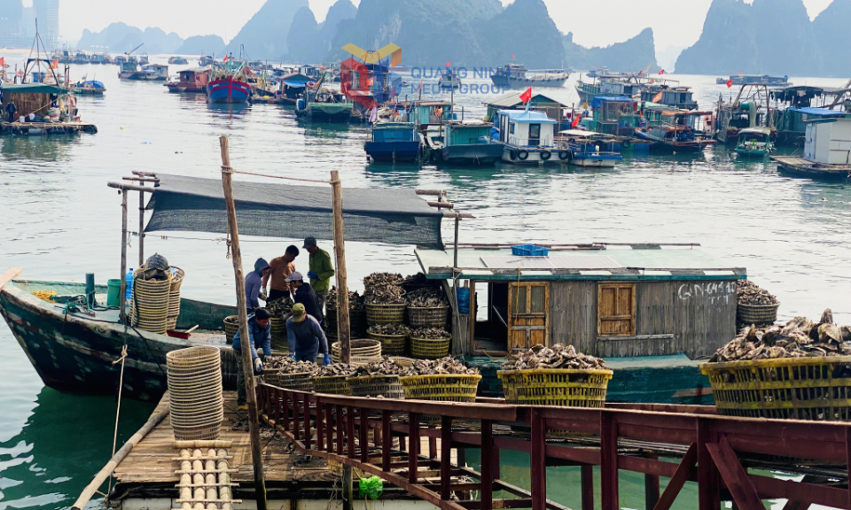 Nông nghiệp Quảng Ninh phục hồi ấn tượng sau thiên tai