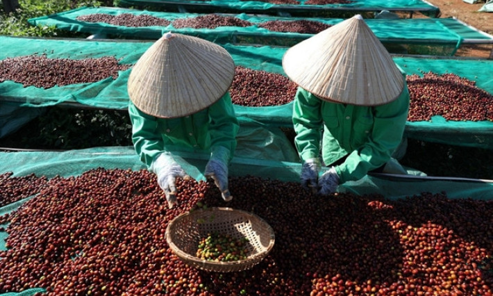 2025 coffee exports hit target, set for record $7.5 billion