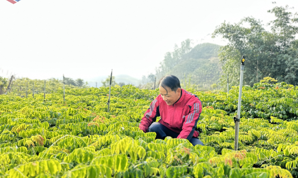 Khơi thông nguồn lực cho phát triển rừng bền vững