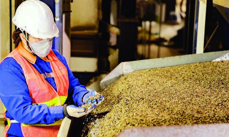 Xuất khẩu cà-phê xác lập kỷ lục mới