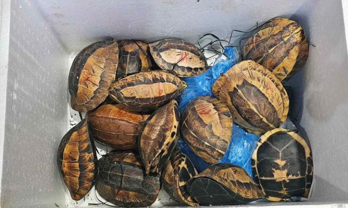 15 con rùa vàng quý hiếm bị mua bán, vận chuyển trái phép