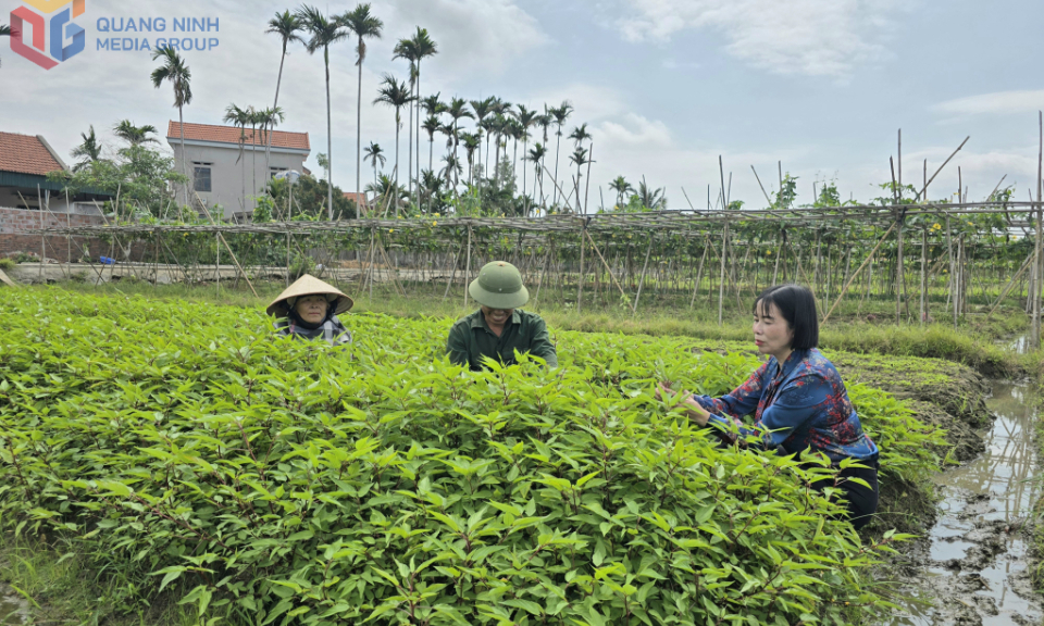 Kỳ vọng vào những quyết sách tạo sự đột phá