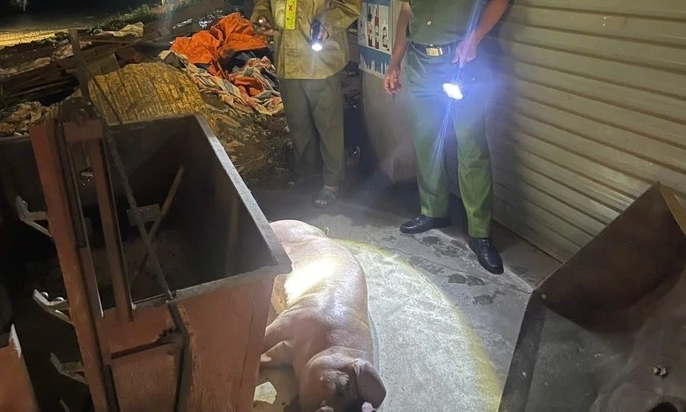 Người chăn nuôi giấu dịch đang khiến dịch tả heo châu Phi lan rộng