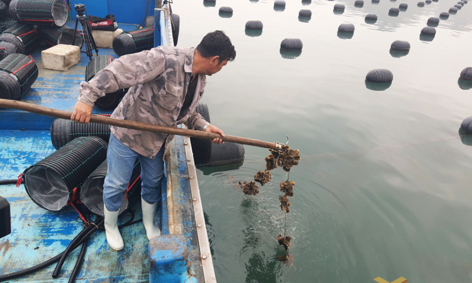 Quyết tâm làm mới nghề nuôi biển