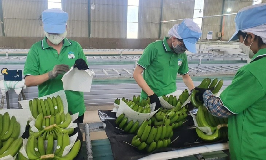Việt Nam xuất khẩu chuối lớn thứ 9 toàn cầu, dừa cũng xuất hàng đầu thế giới