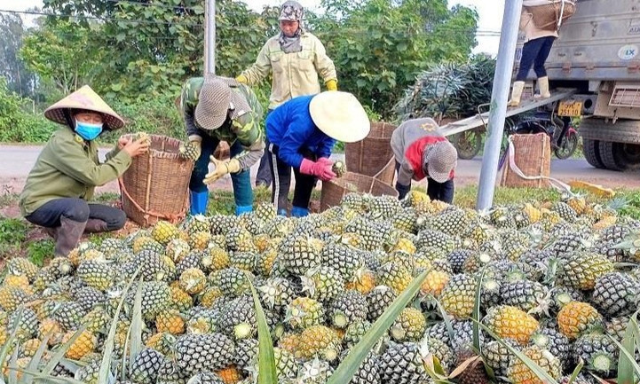 Dứa Việt Nam rộng đường xuất ngoại: Cần chiến lược bài bản để cán mốc tỷ USD 