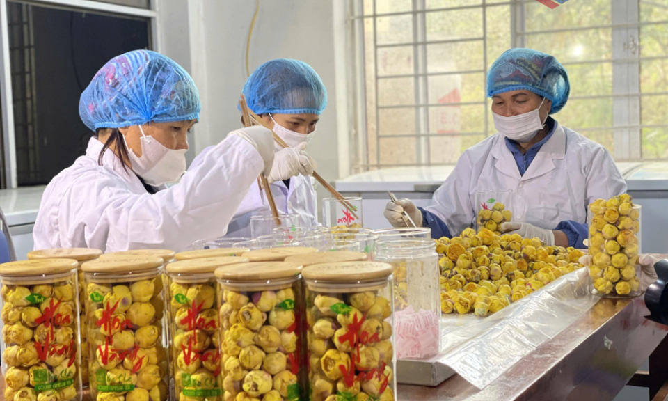 Đa dạng hóa sản phẩm OCOP: Hướng đi bền vững từ vùng cao Quảng Ninh