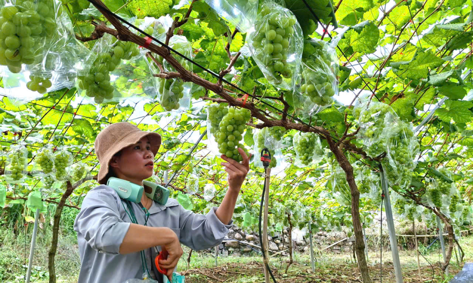 Người tiên phong đưa giống cây “quý tộc” về Bình Liêu 