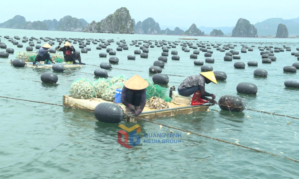 Vân Đồn khẳng định thế mạnh vùng trọng điểm thủy sản