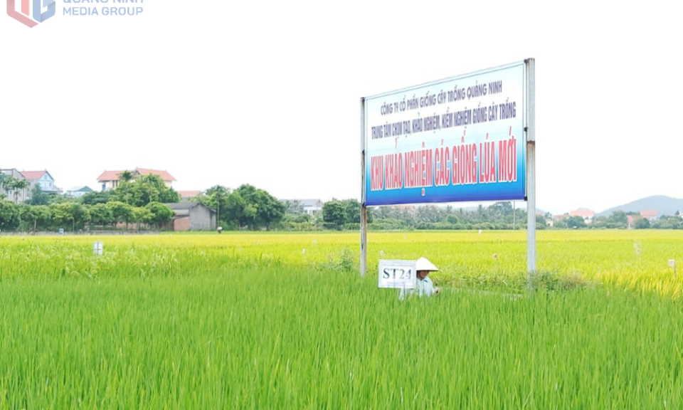 Doanh nghiệp KHCN: Cầu nối đưa tri thức vào sản xuất