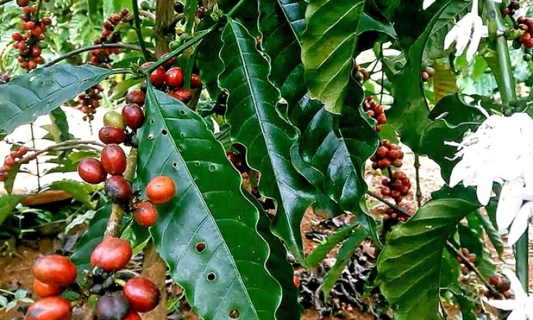 Giá cà phê đã tăng trở lại sau nhiều phiên giảm