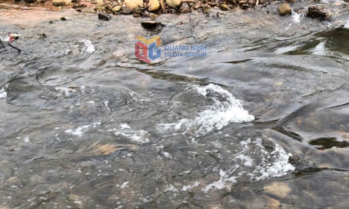 Ô nhiễm môi trường từ trang trại chăn nuôi lợn