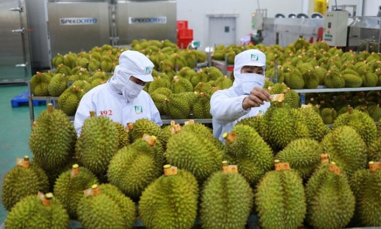 Sầu riêng Việt Nam được Trung Quốc đánh giá rất tốt sau chuyến kiểm tra thực tế