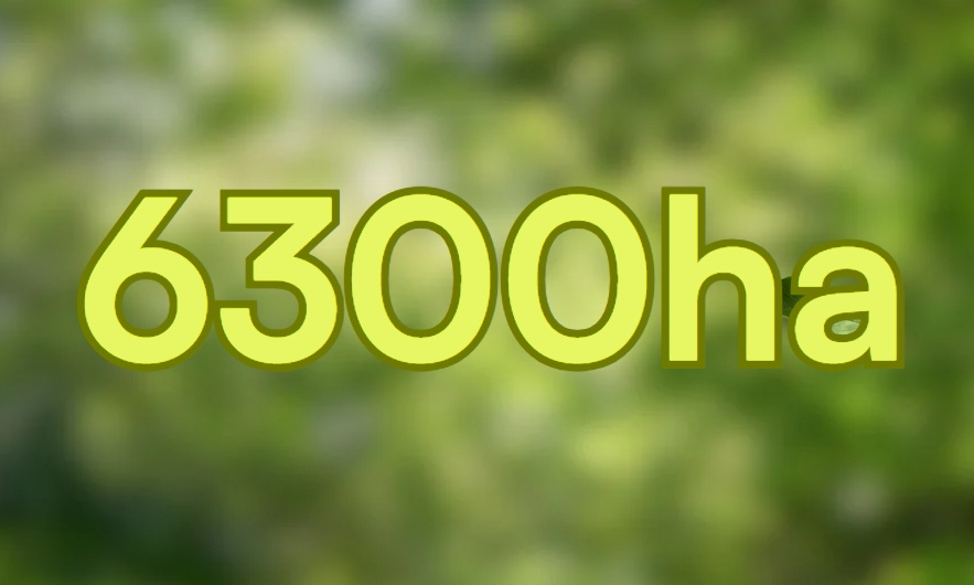 6.360 ha - là tổng diện tích đăng ký tham gia chính sách hỗ trợ trồng rừng gỗ lớn của tỉnh giai đoạn 2024-2026