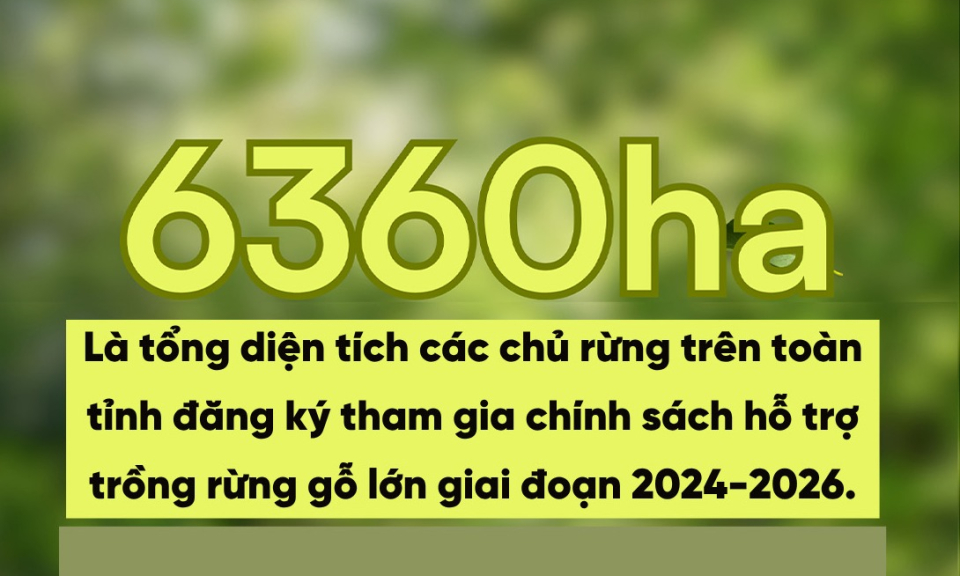 6.360 ha - là tổng diện tích đăng ký tham gia chính sách hỗ trợ trồng rừng gỗ lớn của tỉnh giai đoạn 2024-2026