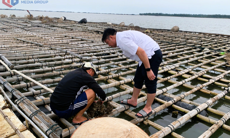 Chủ tịch UBND phường Móng Cái 1 kiểm tra việc thu hoạch thủy sản khu vực cửa sông Bắc Luân