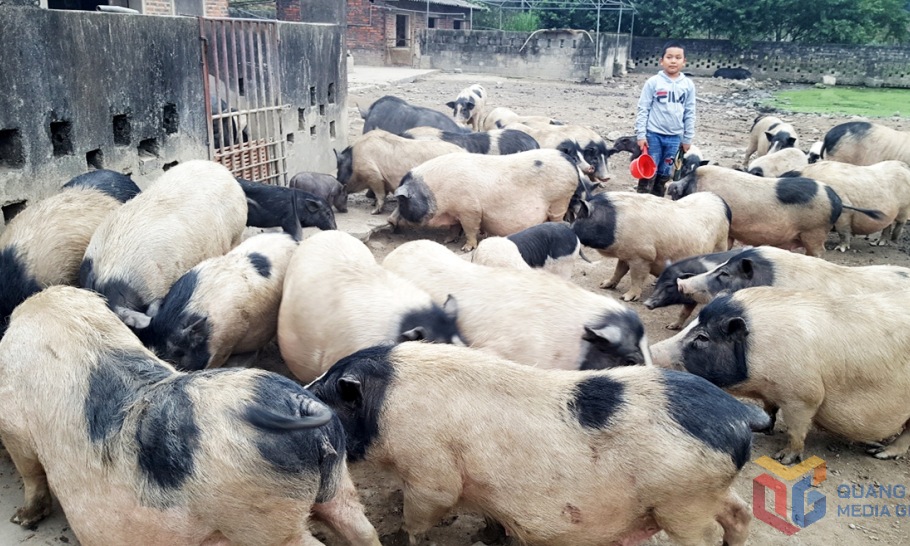 Cần thiết phải triển khai các dự án chăn nuôi lợn theo hướng hiện đại