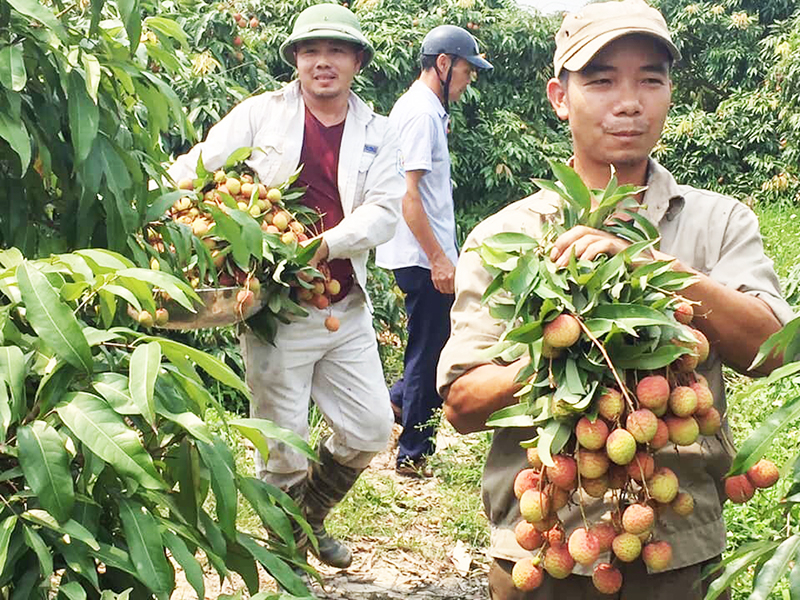 Người dân phường Yên Tử thu hoạch vải chín sớm.
