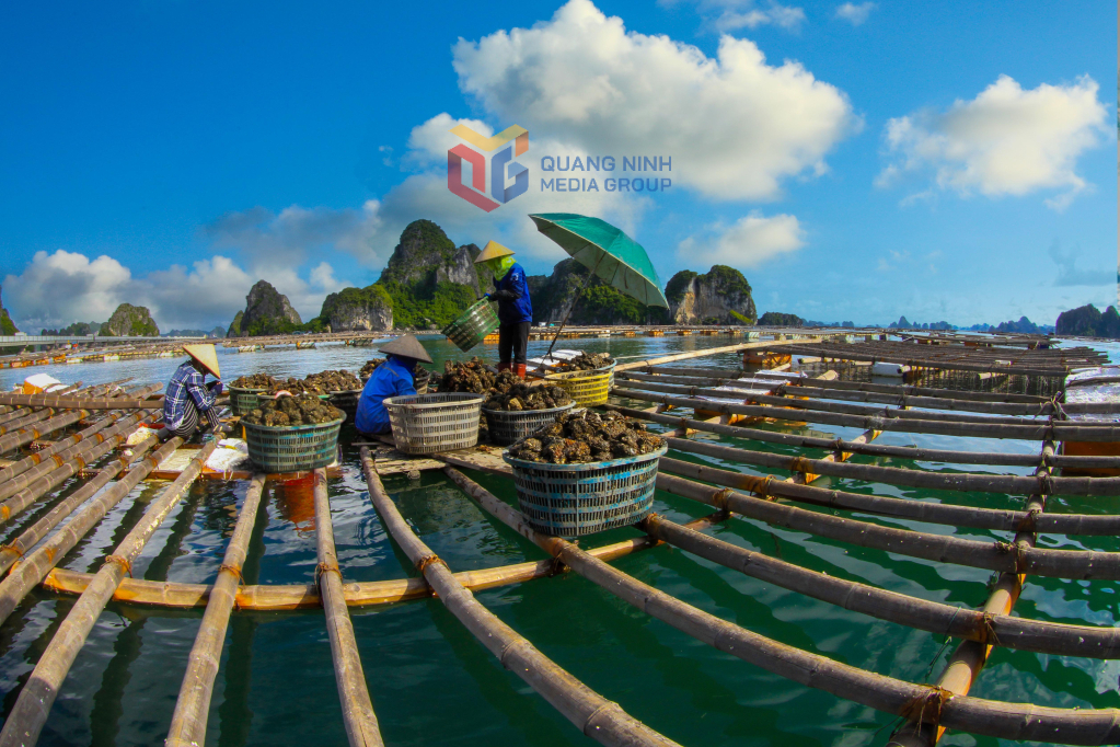 Thu hoạch hàu trên Vịnh.