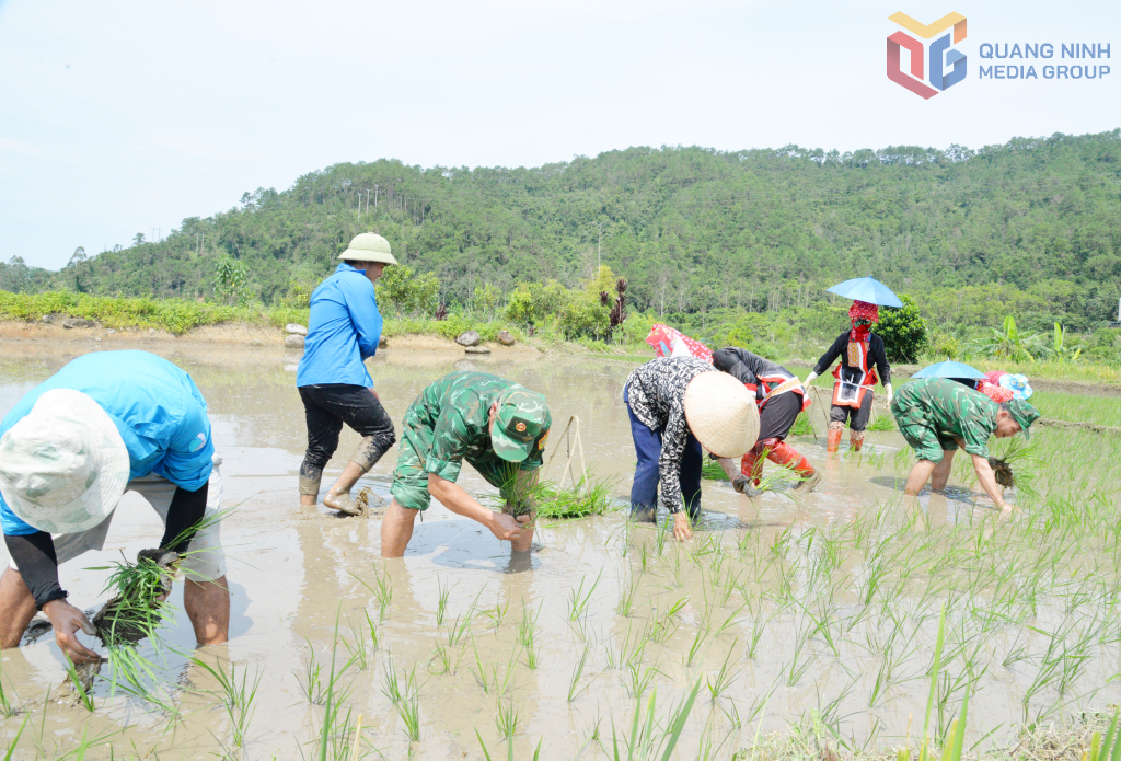 Cán bộ Đồn BPCK Hoành Mô xuống đồng giúp người dân thôn Phai Làu (xã Hoành Mô) cấy lúa.