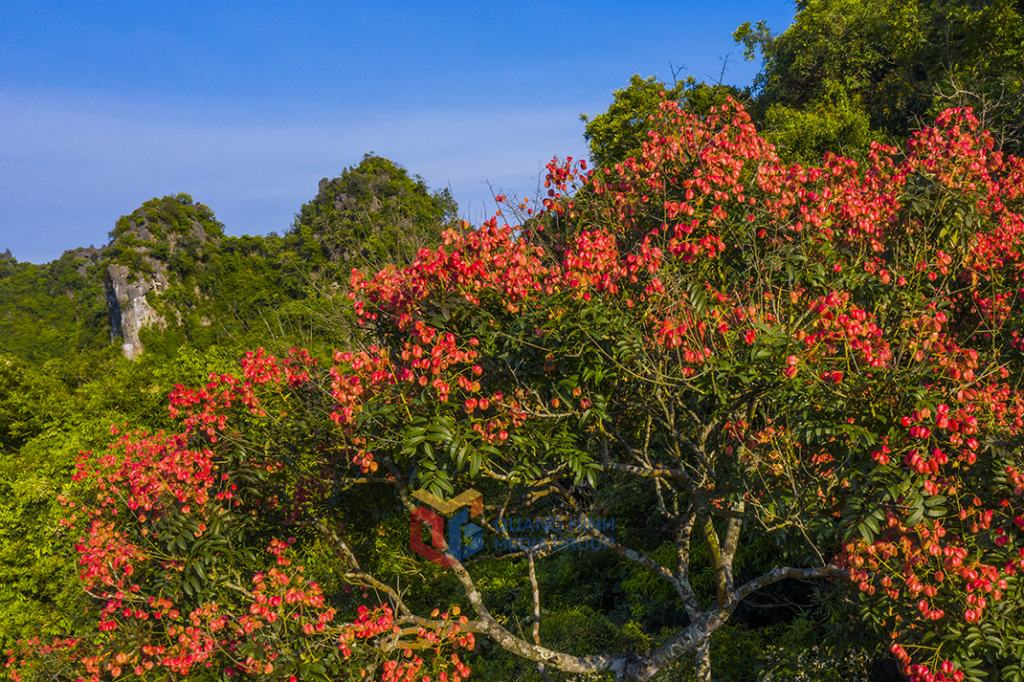 Sắc hoa Bông Mộc