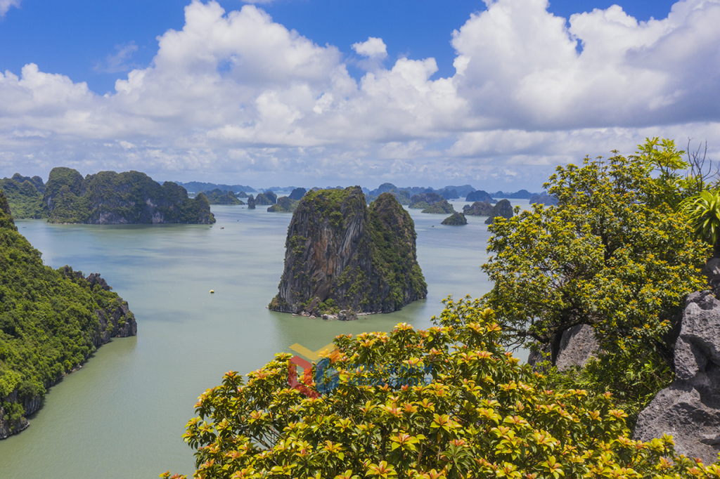 Hoa, đá và nước