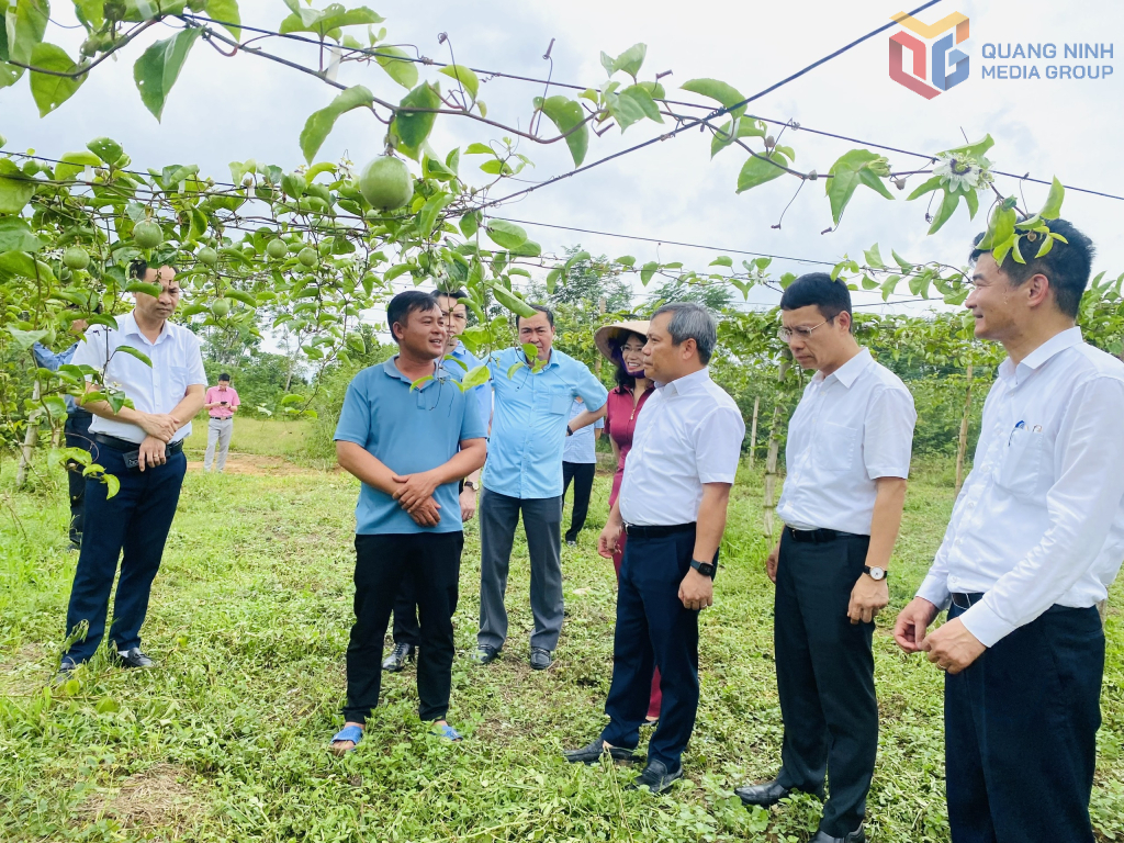 Đồng chí Vũ Đại Thắng, Ủy viên Trung ương Đảng, Bí thư Tỉnh ủy, Trưởng Đoàn ĐBQH tỉnh cùng đoàn công tác của tỉnh kiểm tra mô hình trồng chanh leo rộng 2ha tại hộ gia đình anh Đinh Văn Định tại xã Đầm Hà.