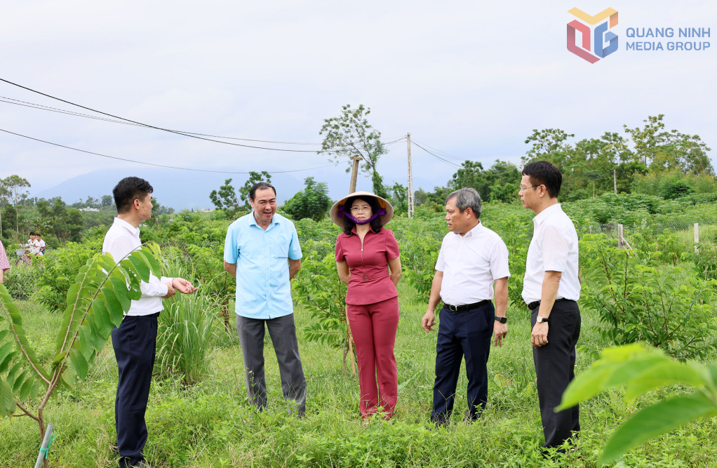 Đồng chí Vũ Đại Thắng, Ủy viên Trung ương Đảng, Bí thư Tỉnh ủy, Trưởng Đoàn ĐBQH tỉnh kiểm tra mô hình trồng cây na tại xã Đầm Hà.