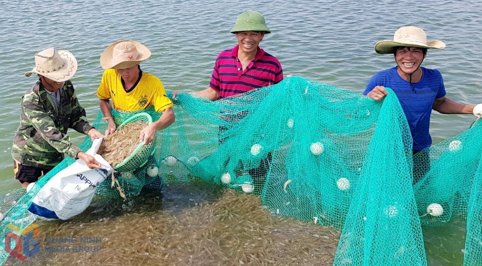Người dân phường Móng Cái 1 thu hoạch tôm nuôi.