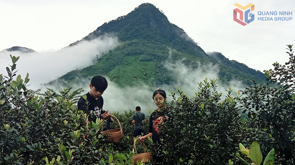 Trải nghiệm hái sim chín tại điểm du lịch đồi Mã Thầu Sơn, xã Hải Sơn, tỉnh Quảng Ninh