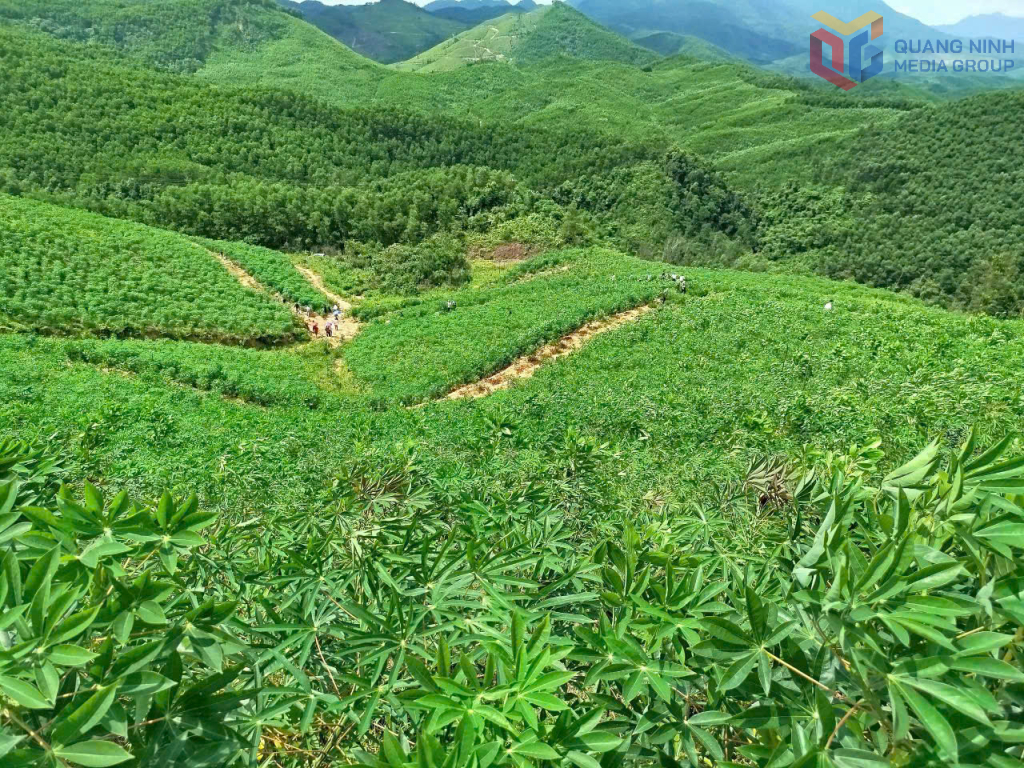 Phát triển lâm nghiệp xen lâm sản dưới tán rừng đang mang lại thu nhập khá cao cho một số hộ dân xã Hải Sơn