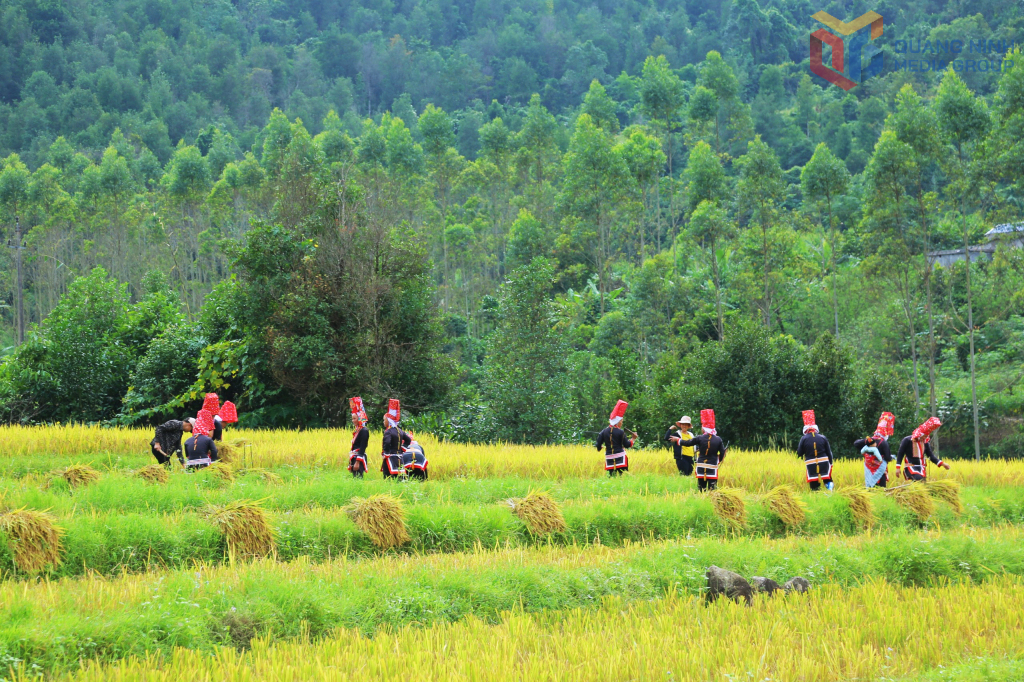 Trồng và gặt lúa tại bản Sông Moóc, xã Hoành Mô.