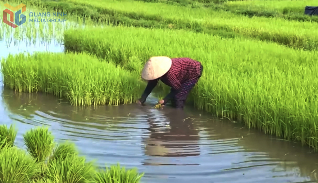 Trồng lúa tại xã Hoàng Quế.
