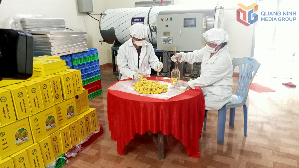Đóng gói sản phẩm tại cơ sở trồng, chế biến trà hoa vàng Thanh Lợi, thôn Thán Phún, xã Hải Sơn
