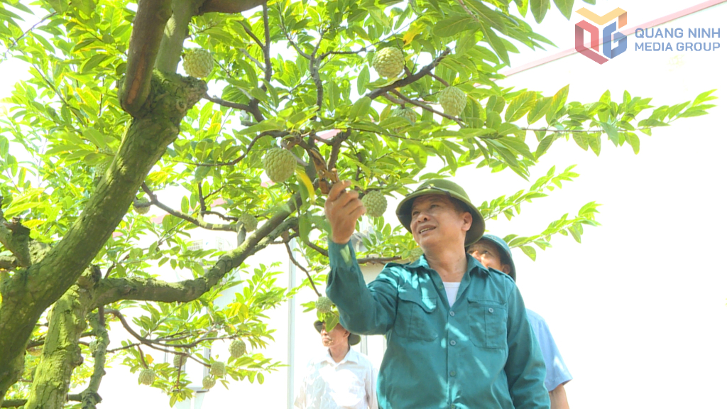 Ông Bùi Xuân Hanh ở khu phố Trại Mới B, phường Bình Khê trồng giống na bở bản địa có giá trị kinh tế cao.