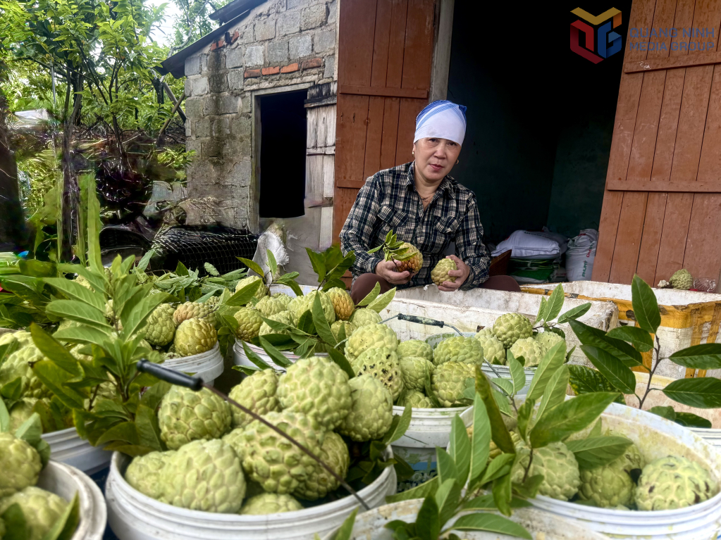 Giá na đầu vụ dao động từ 45 đến 50.000 đồng/kg, nông dân phấn khởi thu hoạch.