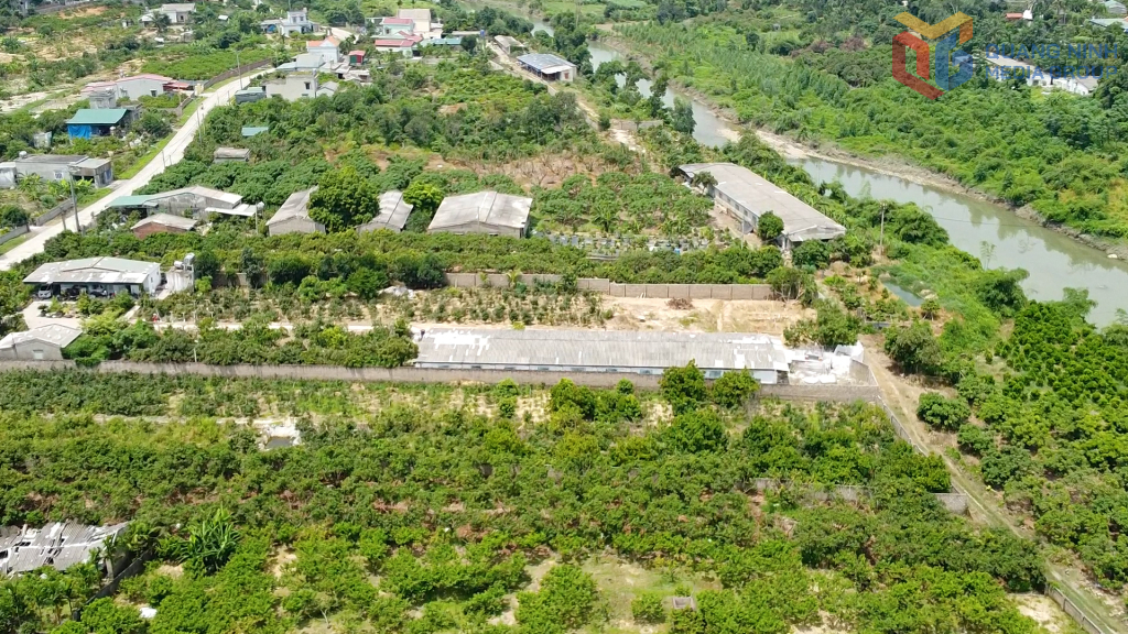  Bình Khê là địa phương có diện tích trồng na nhiều thứ 2 của tỉnh Quảng Ninh.